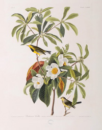 Bachman's Warbler 